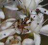 Rhynocoris sp.